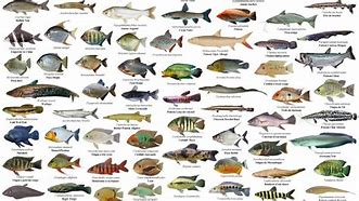 Image result for Macam Macam Ikan Laut