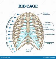 Image result for Rib Placement