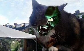 Image result for Goblin Cat Breed