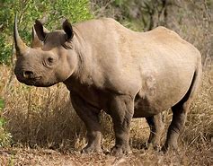 Image result for Rhino