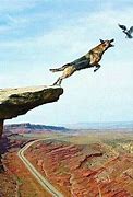 Image result for Wile E. Coyote Hits a Cliff