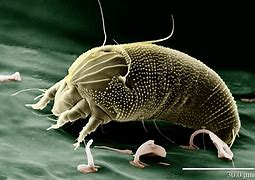 Image result for Face Mites Domedex