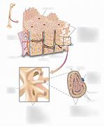 Image result for Anatomy of Spongy Bone