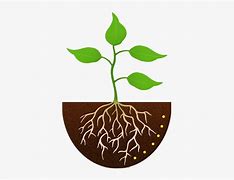 Image result for Roots ClipArt