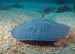 Image result for Water Electric Fish