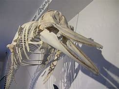 Image result for Dolphin Skeleton