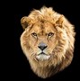 Image result for Lion by Night Logo