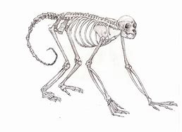 Image result for Monkey Anatomy Diagram