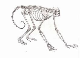 Image result for Monkey Anatomy Diagram