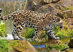 Image result for Wild Animal Jaguar