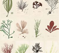 Image result for Brown Sea Plants