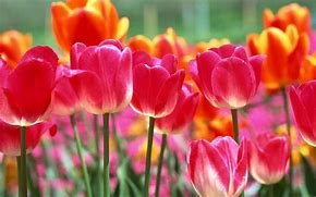 Image result for Spring Tulips