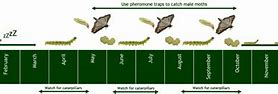 Image result for Box Moth Life Cycle