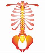 Image result for Human Spine Illustration