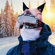 Image result for Cat with Ski Mask