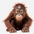 Image result for Monkey Cartyoon