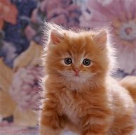 Image result for Cute Fluffy Ginger Kittens