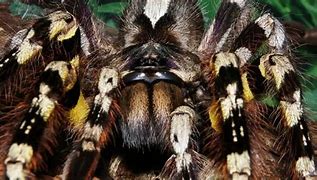 Image result for Venomous Tarantula