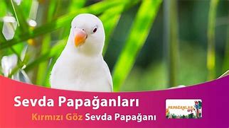 Image result for Parrot Showing Love