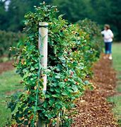 Image result for Growing Blackberries in Wisconsin