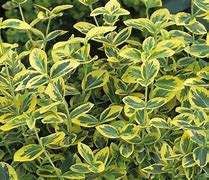 Image result for Plant Evergreen Shrubs