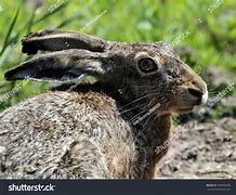 Image result for Brown Hare Head