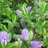 Image result for New Zealand Shrubs