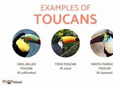 Image result for Toucan Chart