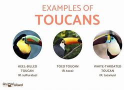 Image result for Toucan Species Chart