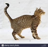 Image result for Classic Tabby Side View