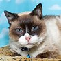 Image result for Brown Point Siamese