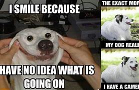 Image result for Smiling Doggo