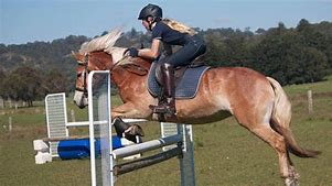 Image result for Haflinger Mule