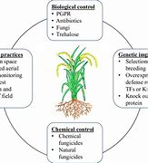 Image result for Rhizoctonia Solani Life Cycle