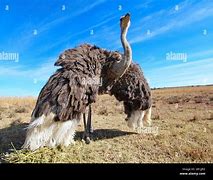 Image result for Ostrich with Wings