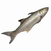 Image result for Salmon Fish Pic