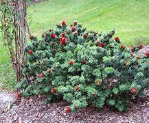 Image result for Dwarf Bottlebrush Shrubs Plants