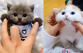 Image result for Cute Kitty Cat