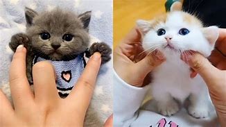 Image result for Cats Cute Kitty Please