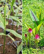 Image result for Turmeric Ginger Plant