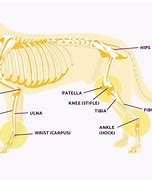 Image result for Knee Bones and Joints