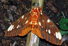 Image result for Large Ohio Moth