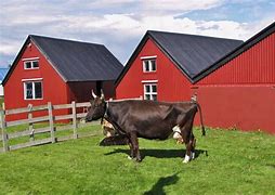 Image result for Icelandic Cow