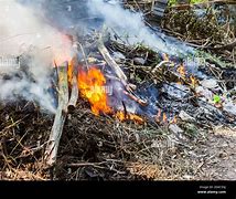 Image result for Brown Dry Tree