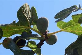 Image result for Higo Fig Tree