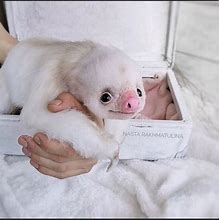 Image result for Albino Baby Sloth