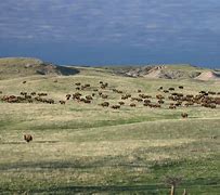 Image result for American Bison Meat