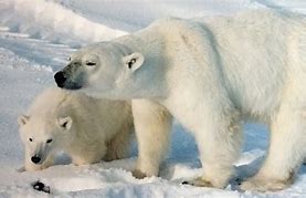 Image result for Tundra Fauna