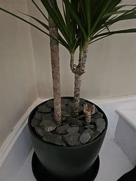 Image result for Dracaena Leaves Gone Pale