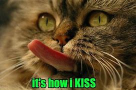 Image result for Cat Tongue Meme